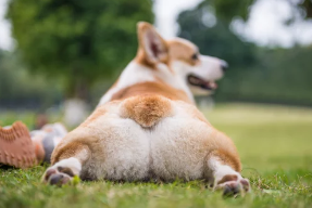 웰시코기 사진/출처:어도비스톡