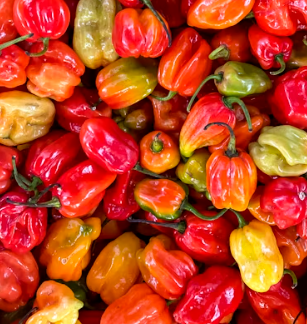 파프리카 효능 부작용 고르는법 칼로리