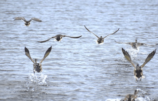 나는 꿈&amp;#44; 날으는 꿈&amp;#44; 날아오르는 꿈