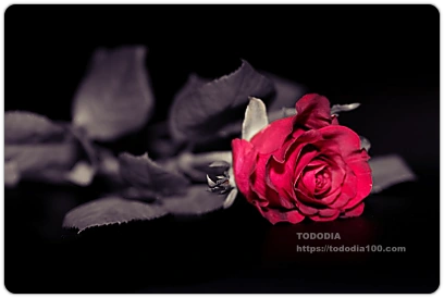 검은장미의 현대적활용