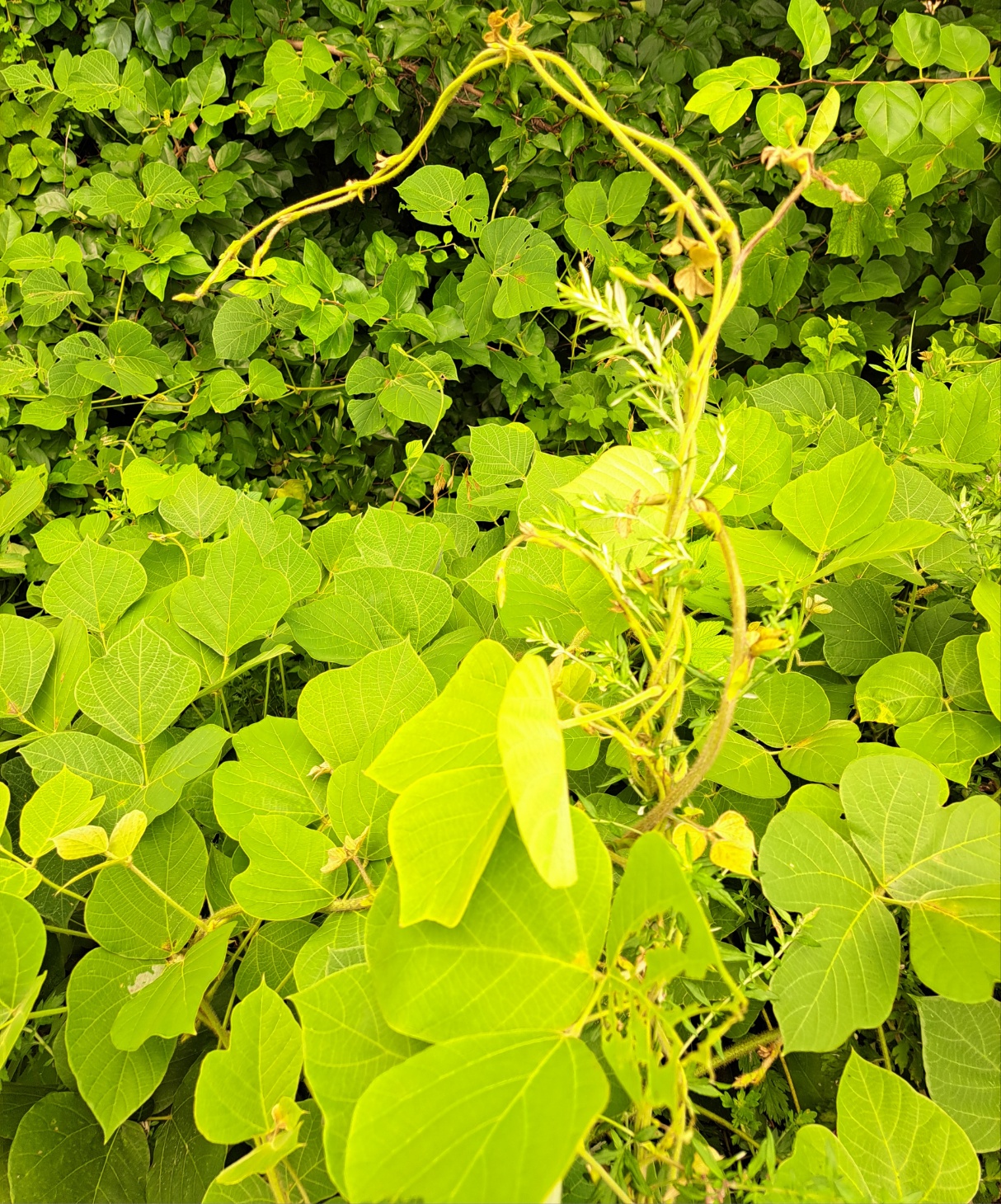 칡덩굴 나무를 고사시키는 주범 어떻게 활용할 수 없을까요?