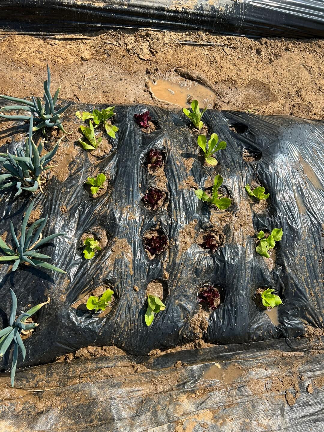 파종한 쌈채소들