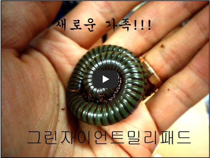 곤충 유튜버 순위 TOP 10 4