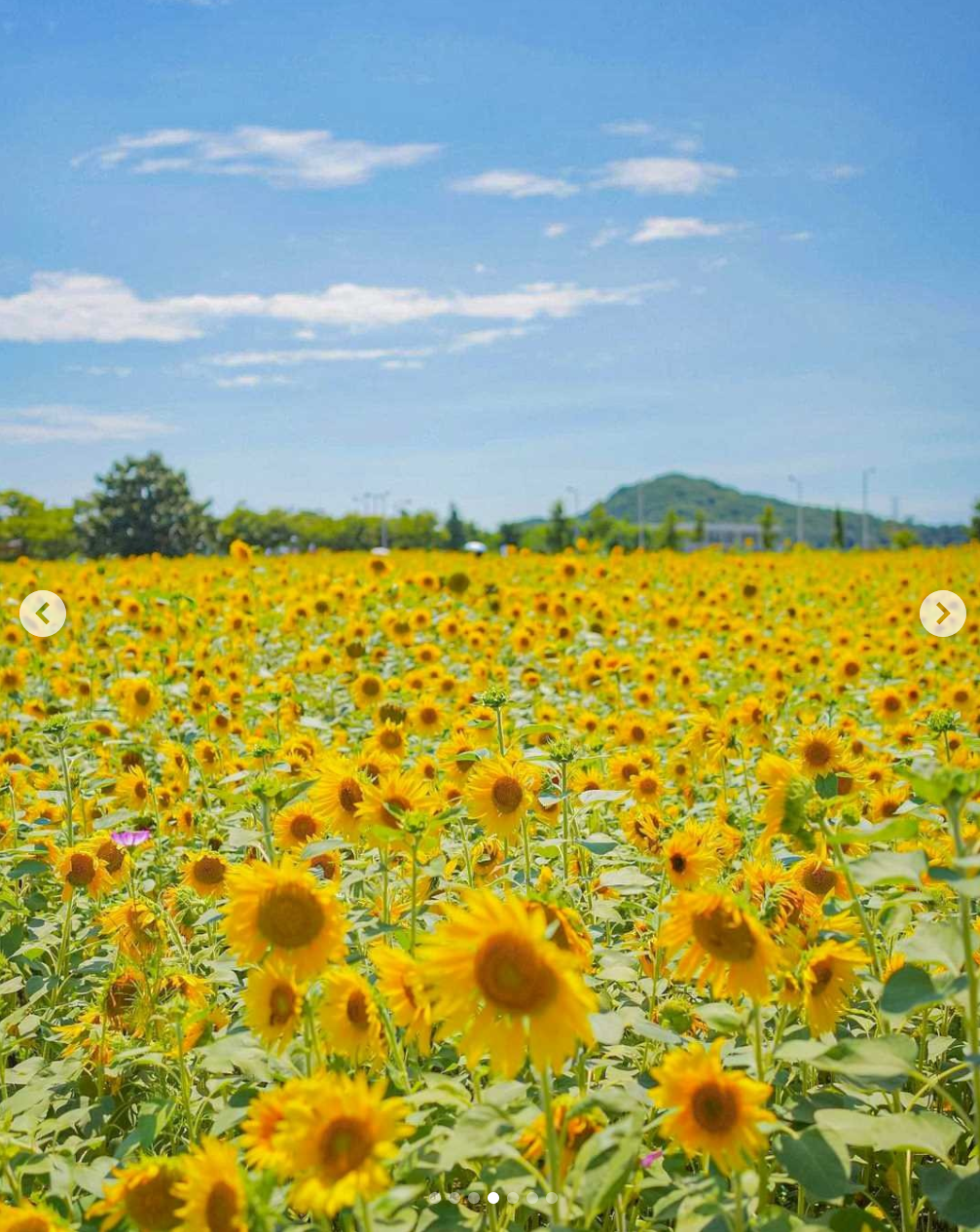 해바라기군락지