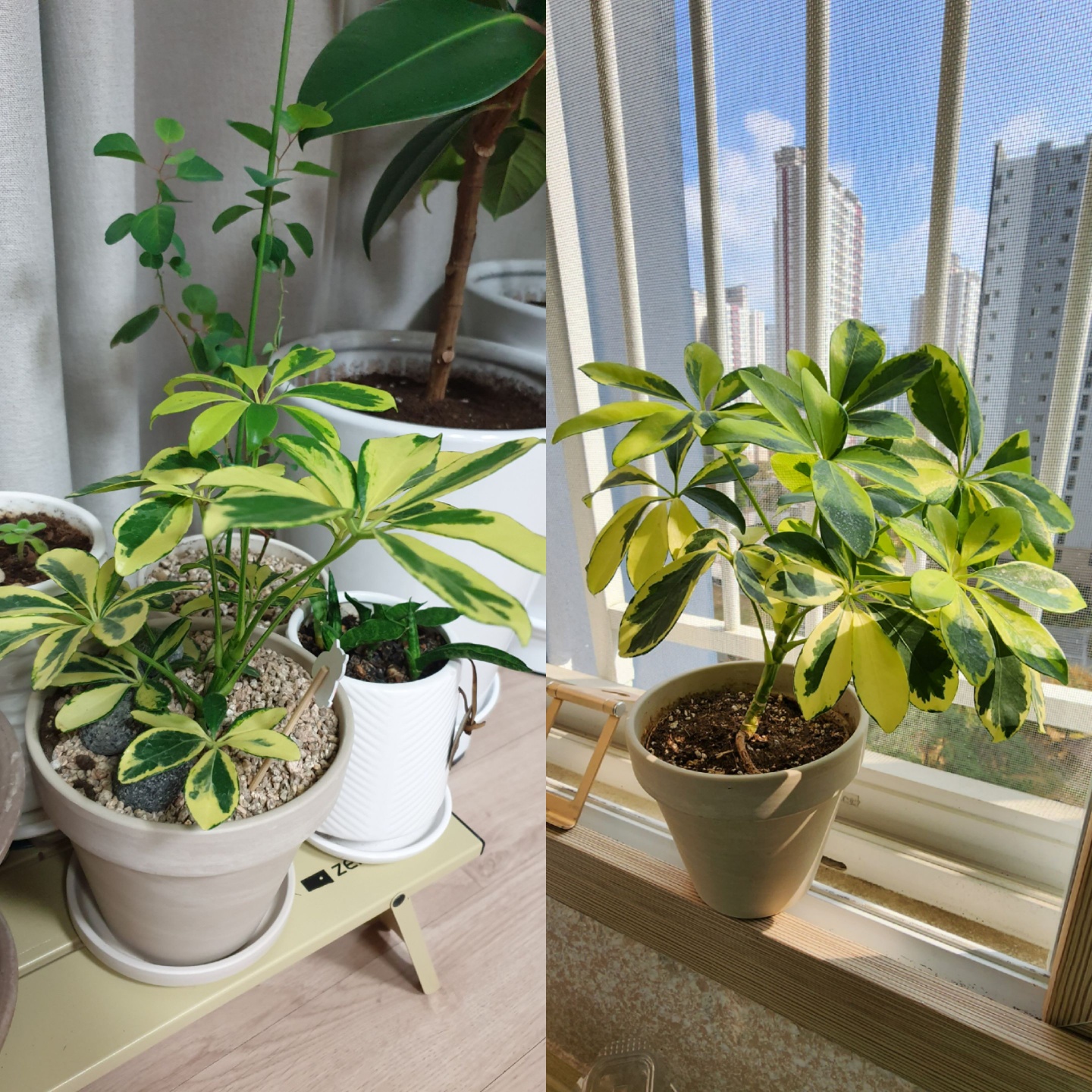 처으사왓을떄와 예쁘게 크던 칼라홍콩모습