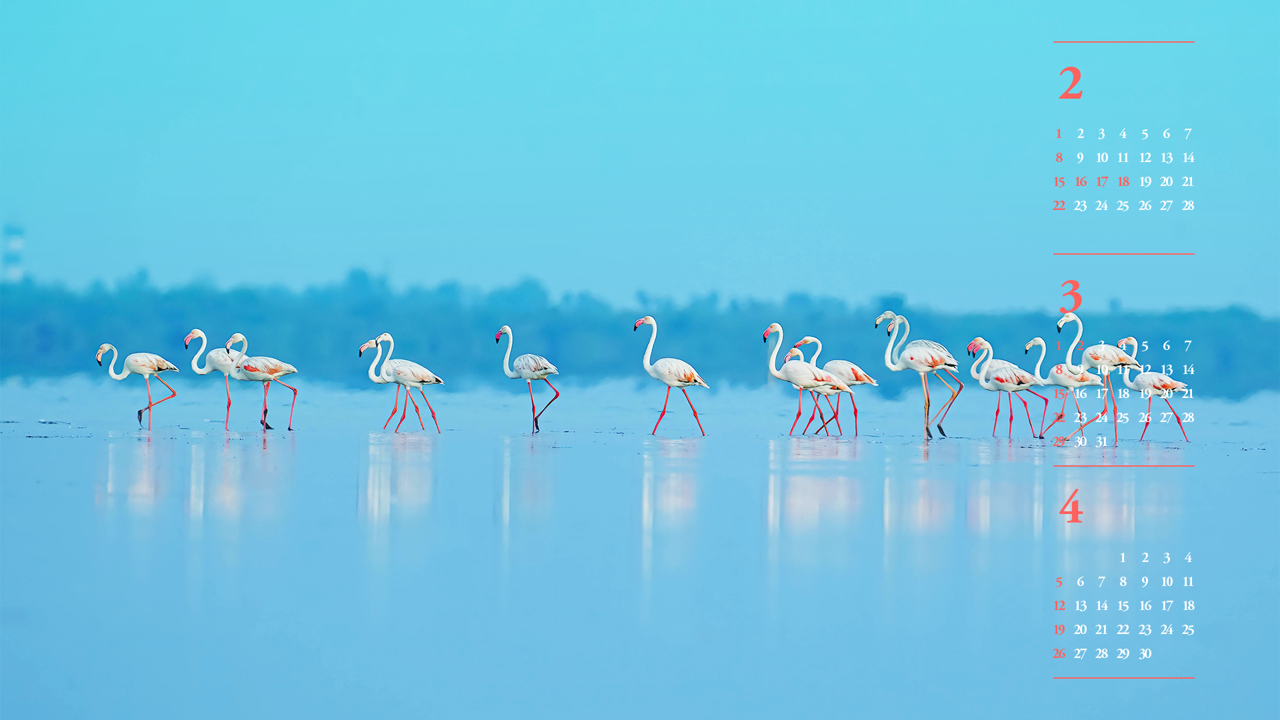 12 물 위를 걷는 플라밍고 무리 B - 2026년3월 달력배경화면