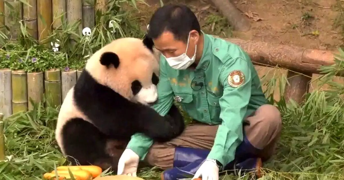 푸바오와 강철원 사육사 강바오