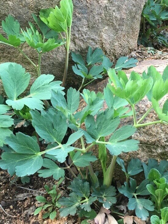 봄나물 종류와 효능 BEST6