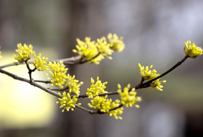 구례산수유꽃축제
