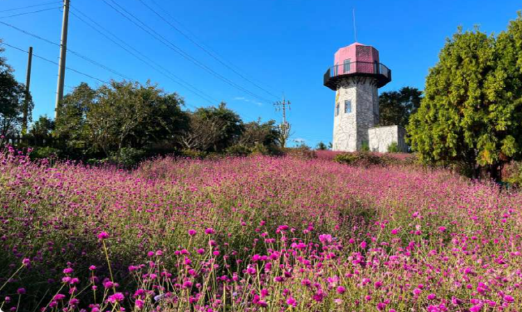팜카밀레 허브농원