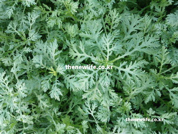 쑥갓의 효능으로 눈 건강을 보호하는 비타민 A가 풍부한 잎의 실사진