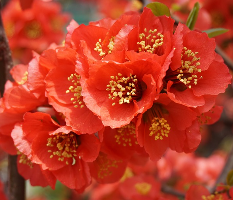 명자꽃