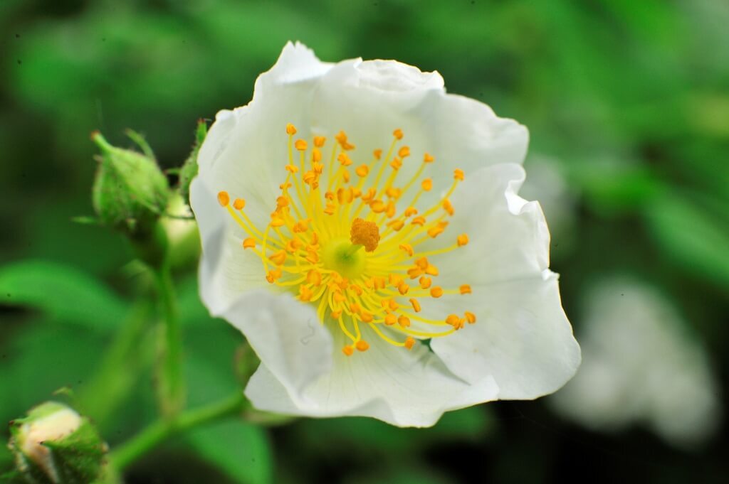 찔레꽃