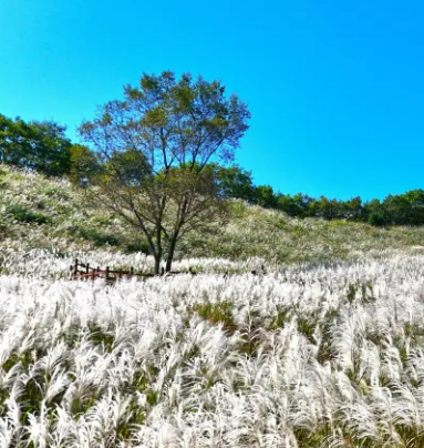 포천 산정호수 명성산 억새꽃축제