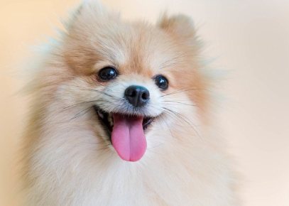 포메라니안