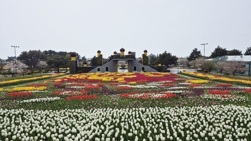 태안-코리아-플라워-파크-튤립-메인존