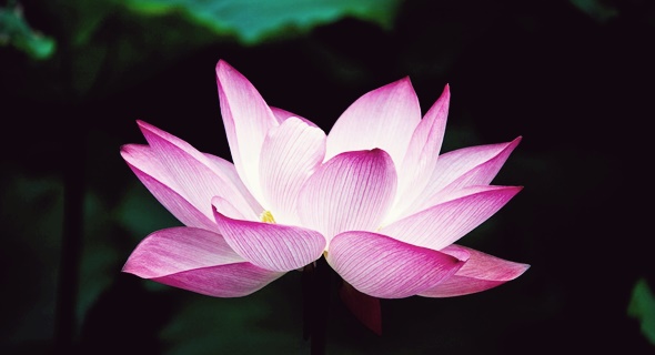 연꽃