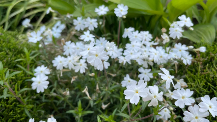 양평 갤러리 카페 카포레 꽃들