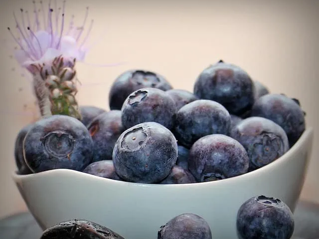 바로 먹는 냉동 블루베리