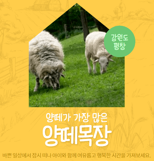 대관령 양떼목장