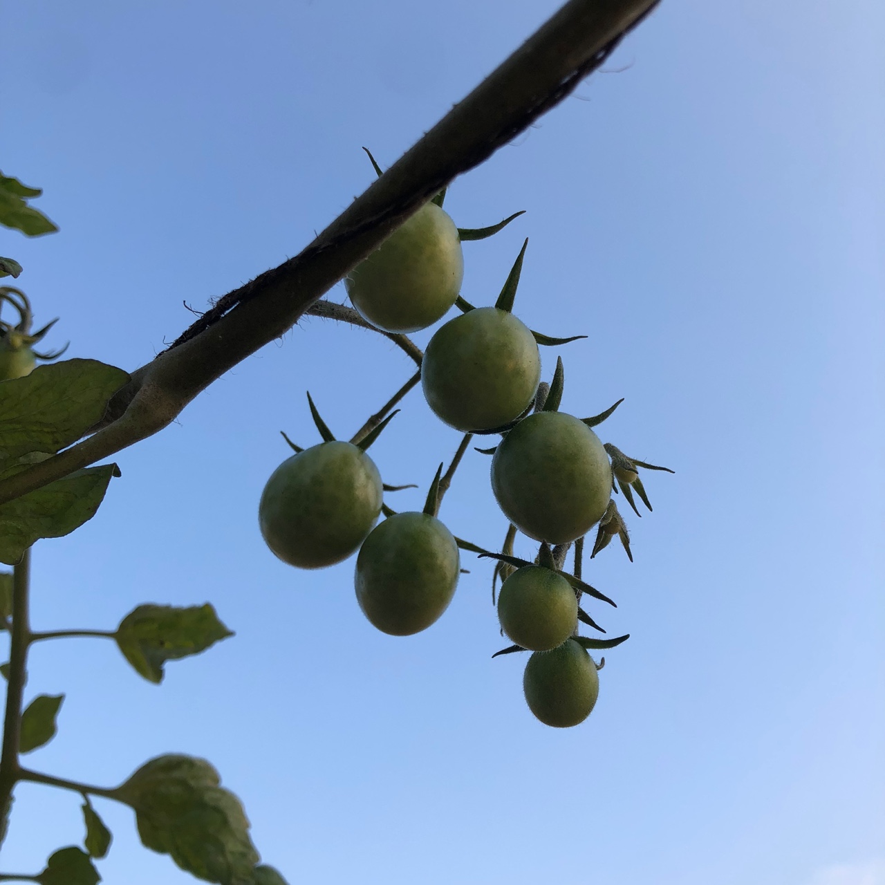 방울토마토 초록