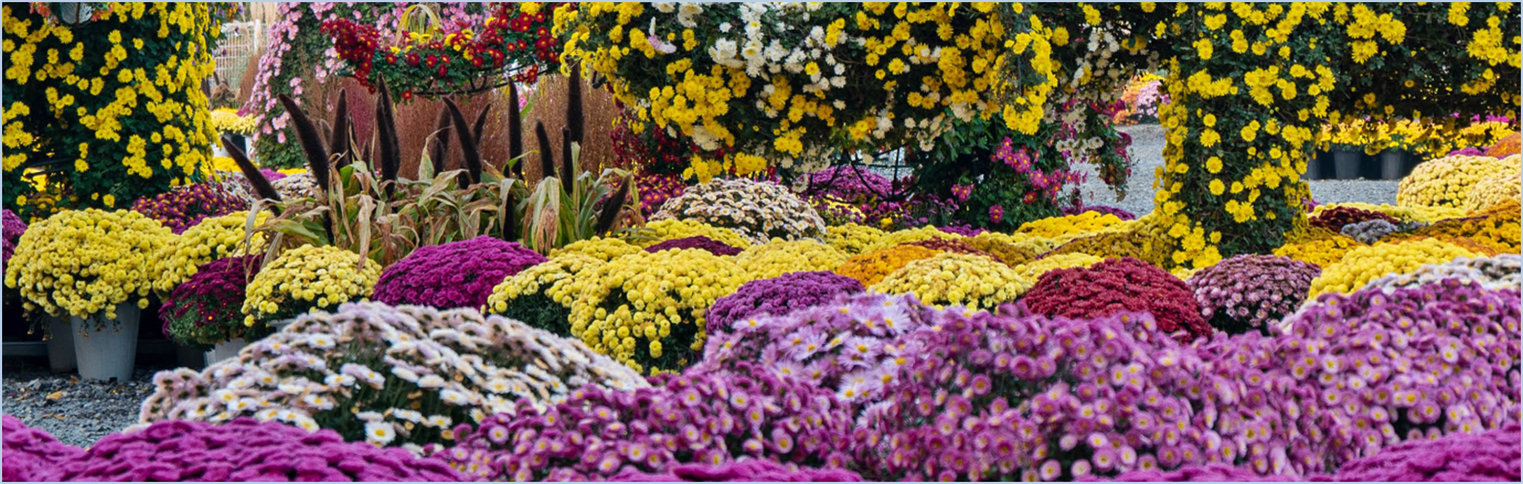 피나클랜드-삼천만송이-국화축제