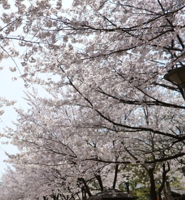 서울 벚꽃 명소 추천 베스트10 여의도 윤중로 석촌호수 서울숲 경희대학교 캠퍼스 남산공원 &amp; 남산도서관 앞 창경궁 양재천 북서울 꿈의숲 안양천 벚꽃길 한성대입구 낙산공원