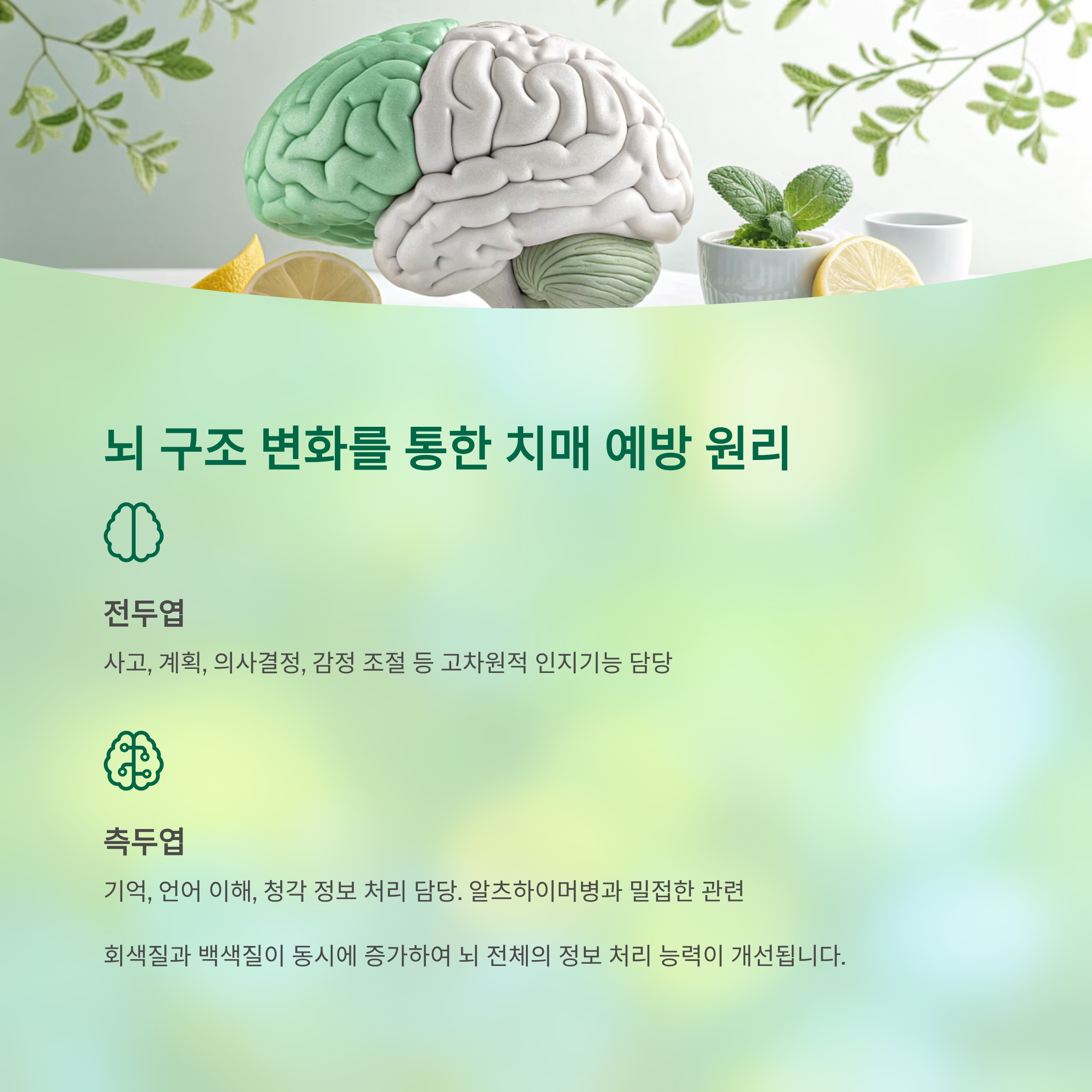 전두엽과 측두엽 뇌 구조 변화로 치매 예방 원리 안내