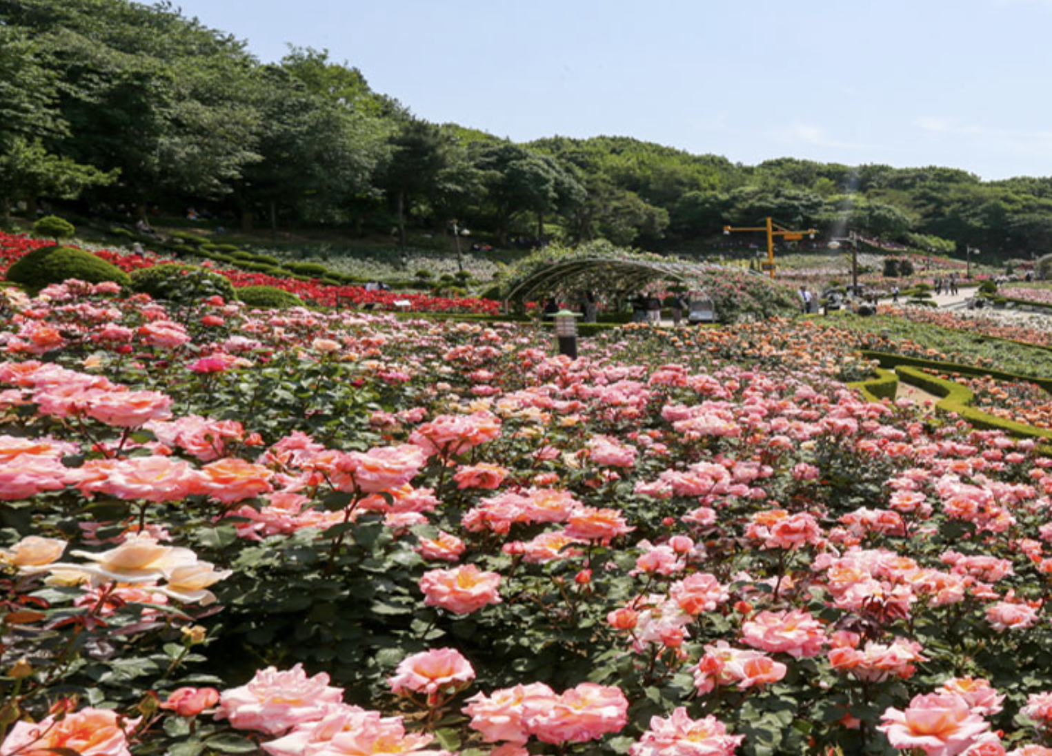 부천 백만송이 장미축제 전경