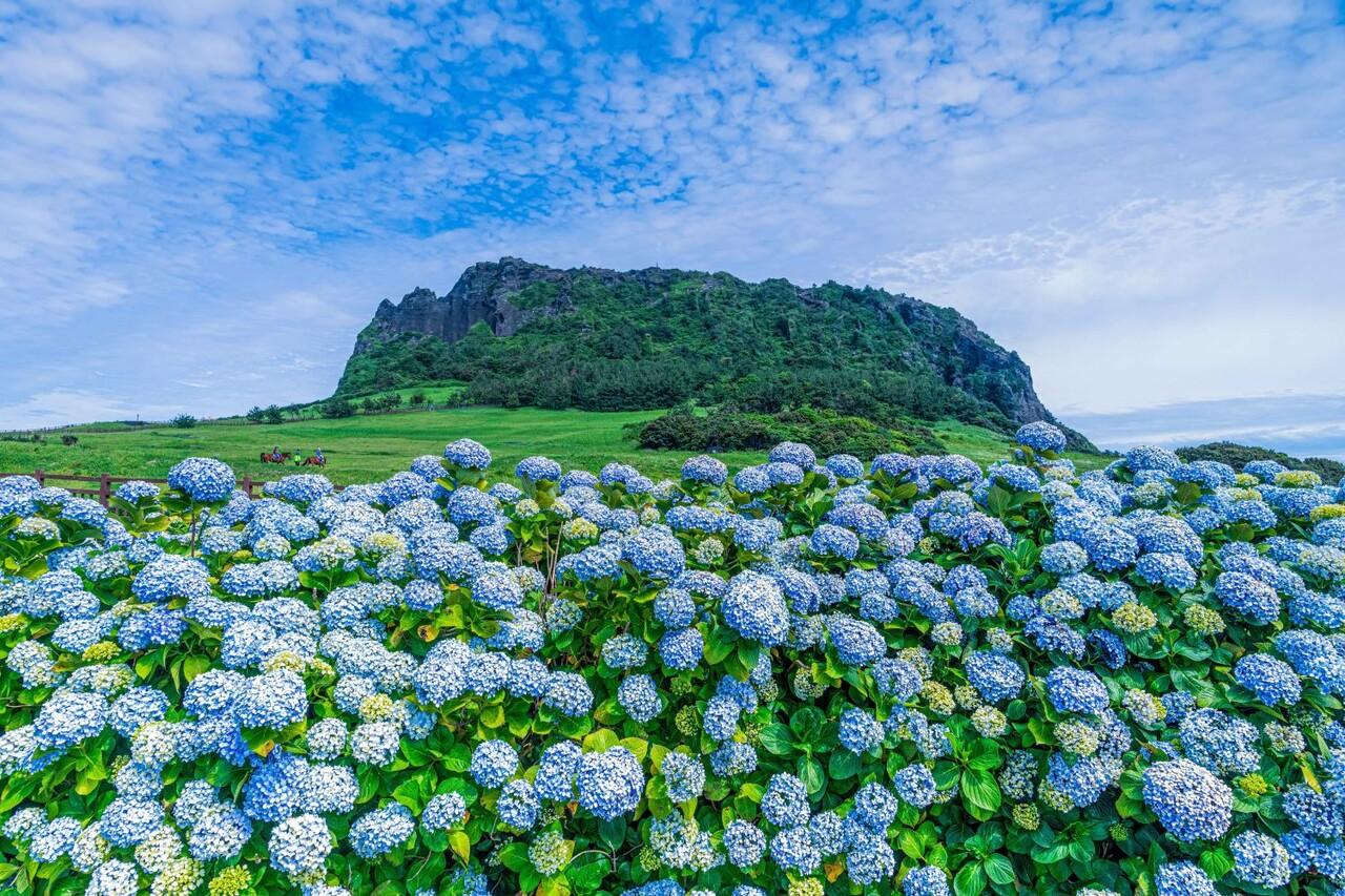 제주 수국 사진