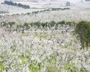 광양 매화축제_15