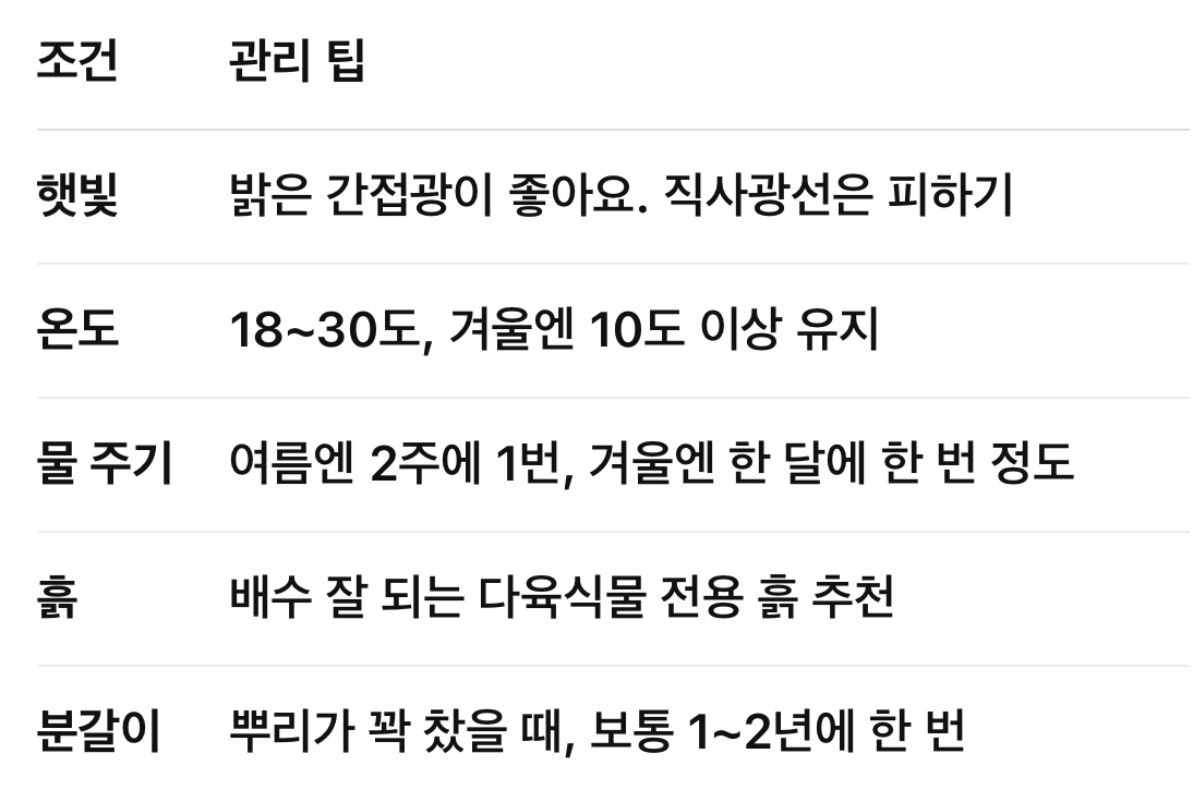 산세베리아 관리법 요약