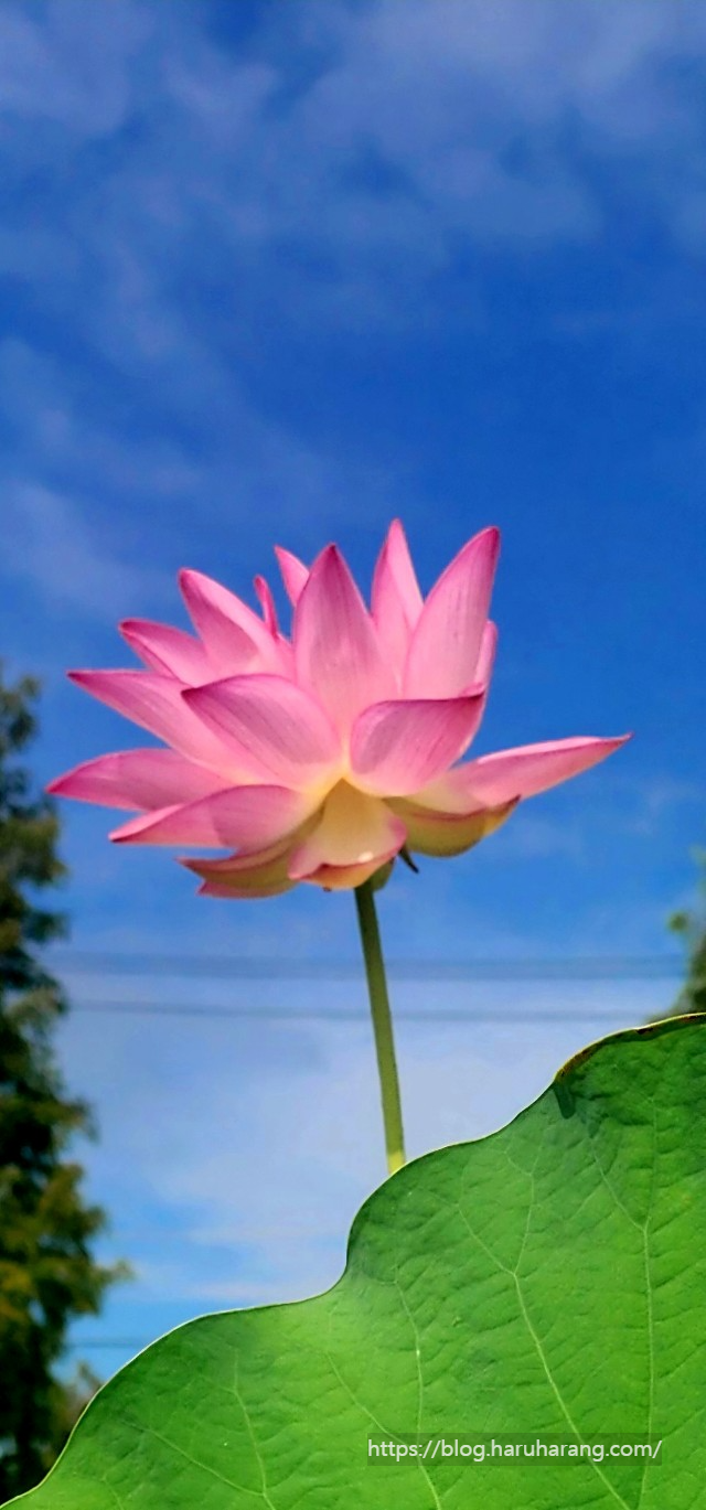 연꽃