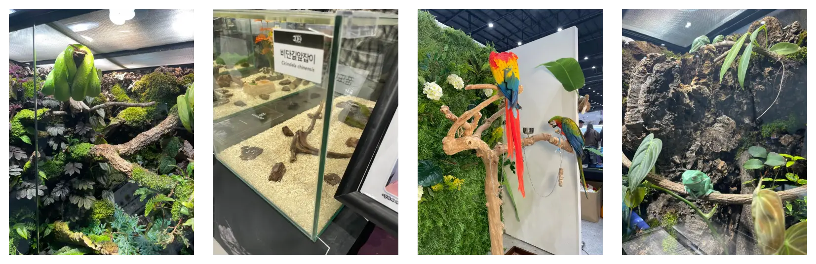 도마뱀만 있을까? 주목 받는 고가 이색 생물들