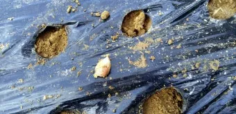 마늘 심는 시기 품종선택 비닐멀칭 웃거름 녹병 예방법_5