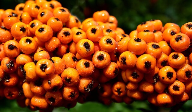 마가목 효능 총정리