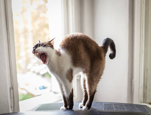 보호자에게조차 다가오지 못하게 한다면 **소유욕과 불안**이 결합된 상태