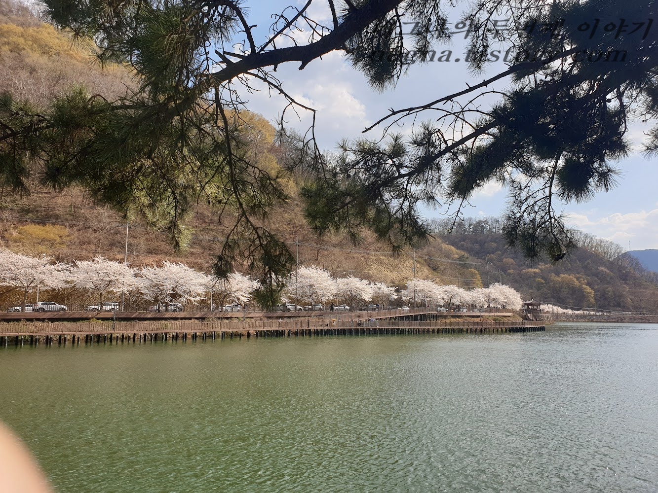 소나무와 벚꽃.