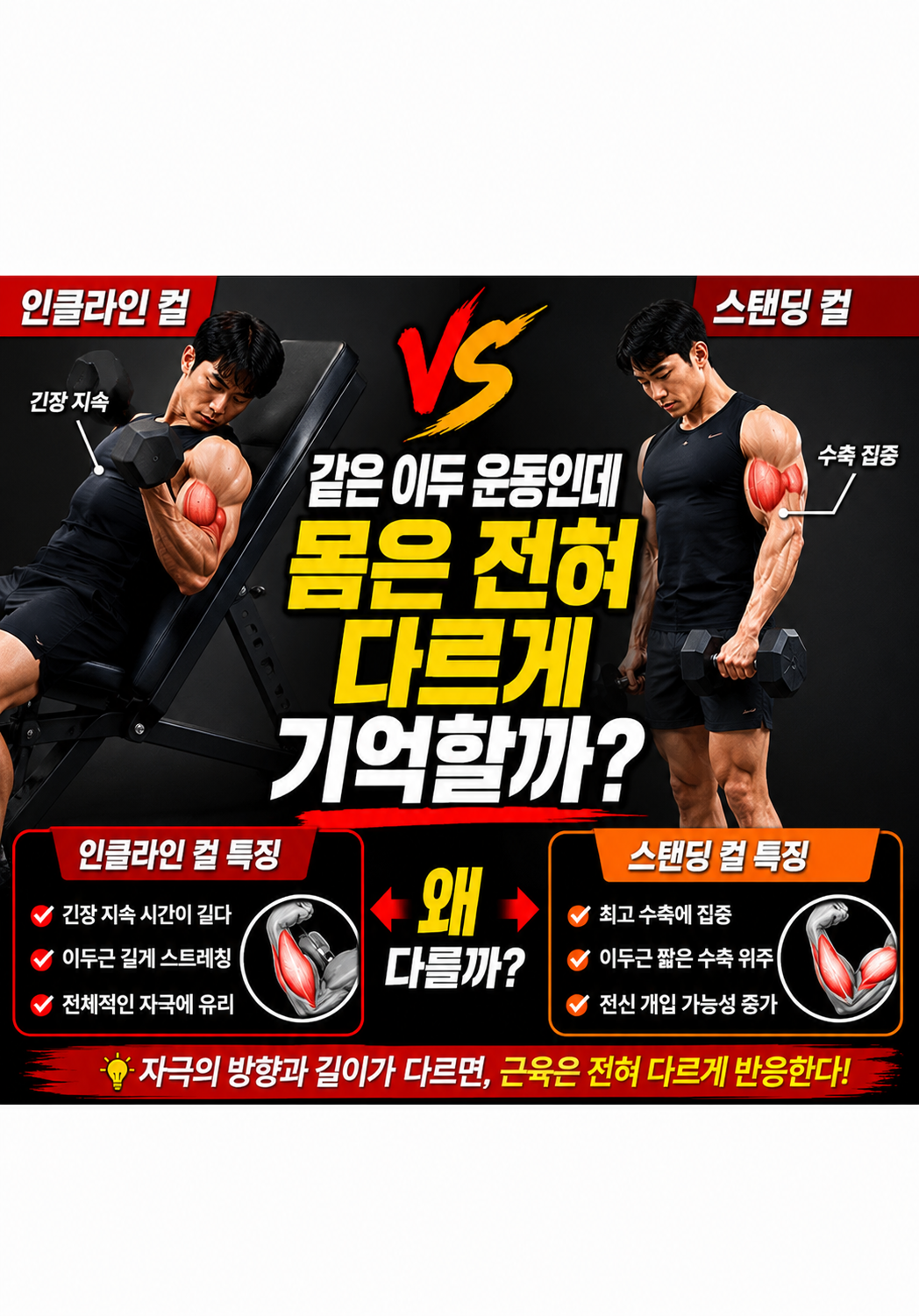 인클라인 컬 vs 스탠딩 컬:왜 같은 이두 운동인데 몸은 전혀 다르게 기억할까