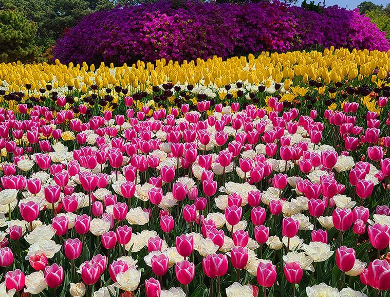 태안 튤립축제 기간&amp;#44; 입장료&amp;#44; 주차장