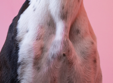 반려견-피부-알레르기-화면