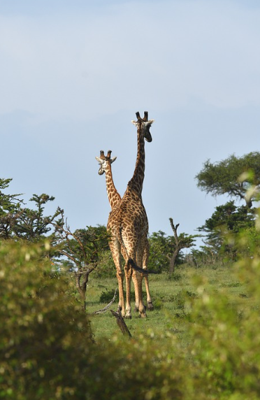 기린자리 별자리