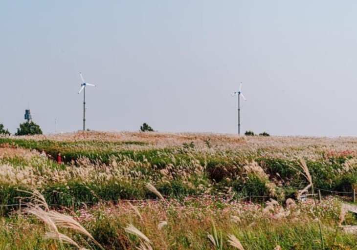 서울의 난지매립지였던 공원이 아름다운 억세꽃축제로 유명한 하늘공원으로 탈바꿈하였다. 가을빛 하늘에 바람에 흔들리는 억세의 은빛물결은 너무나 아름답다