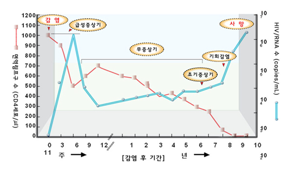 시간이 지나면 HIV 수는 줄지만 에이즈는 진행된다