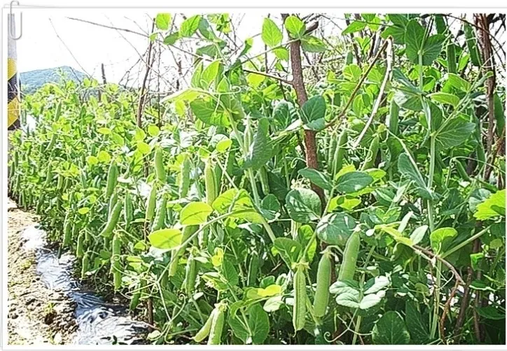 완두콩 재배 추위 견디기 지주 세우기 꼬투리 수확_4