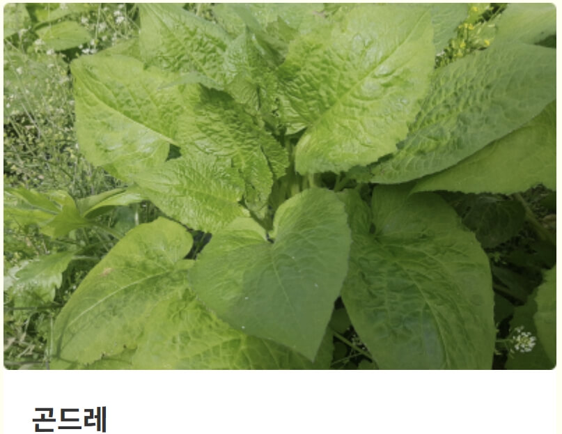 홍천 산나물축제 2026