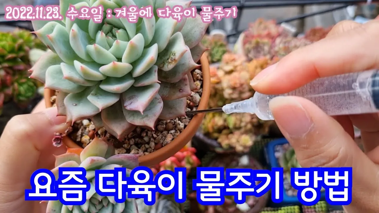 다육이 물주기 환기요령 일조량관리 여름과 겨울 관리법_3