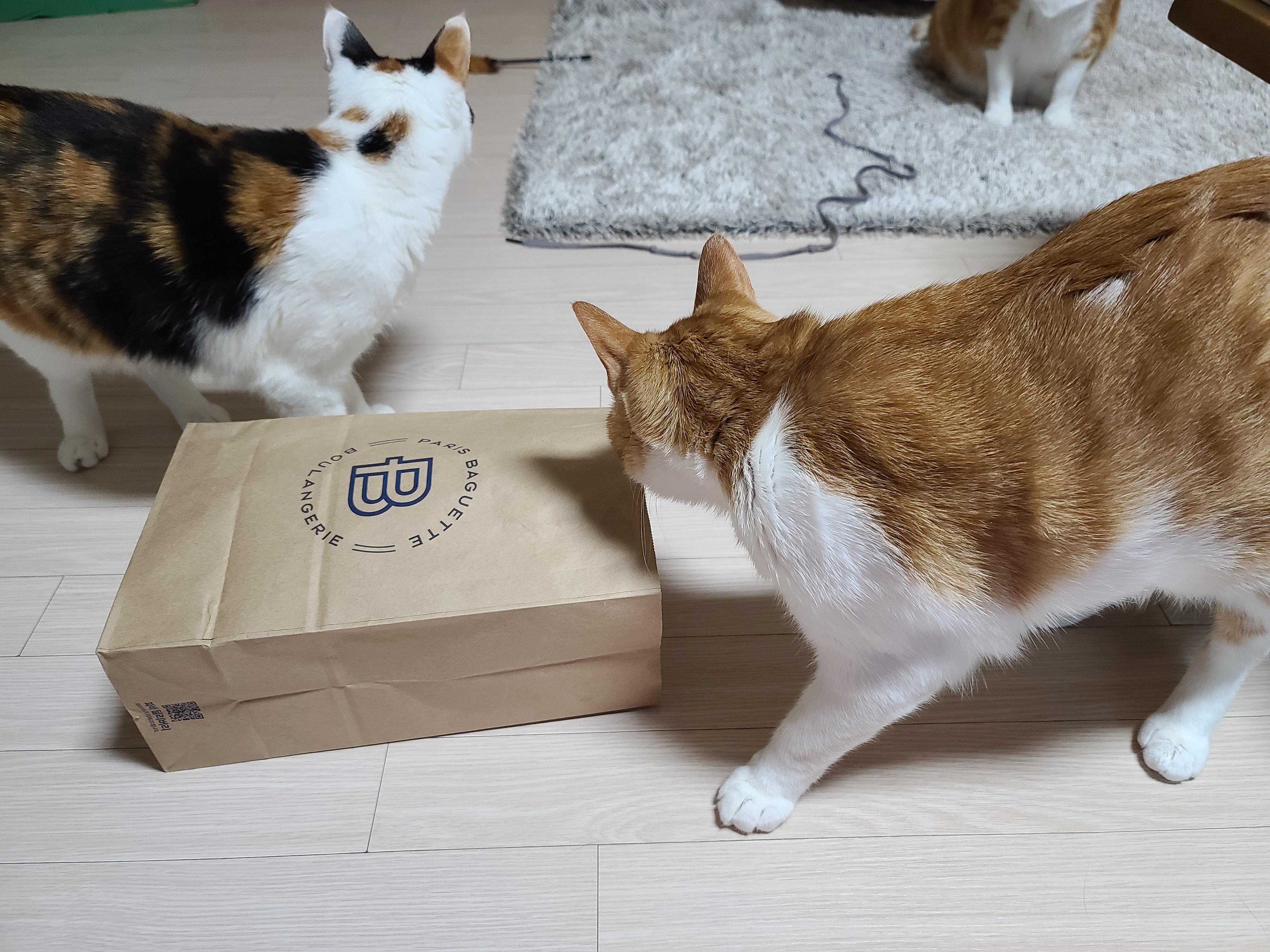 고양이들에게 최고의 장난감은