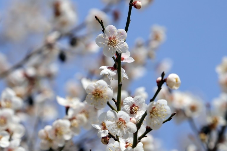 img src="flower_spring_plants.jpg"alt="봄 화초 식물의 종류와 관리방법"