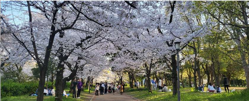 오사카성 사쿠라 만개